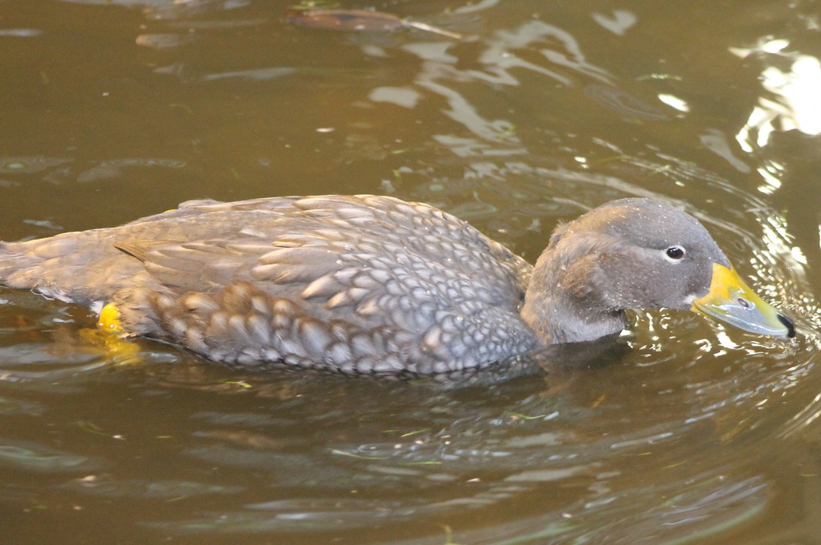Magellanic steamer duck