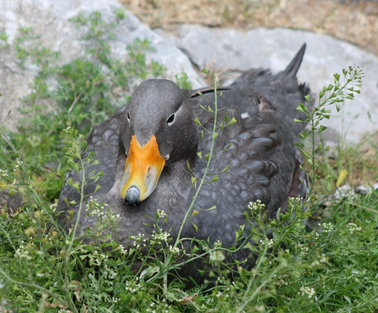 Magellanic steamer duck