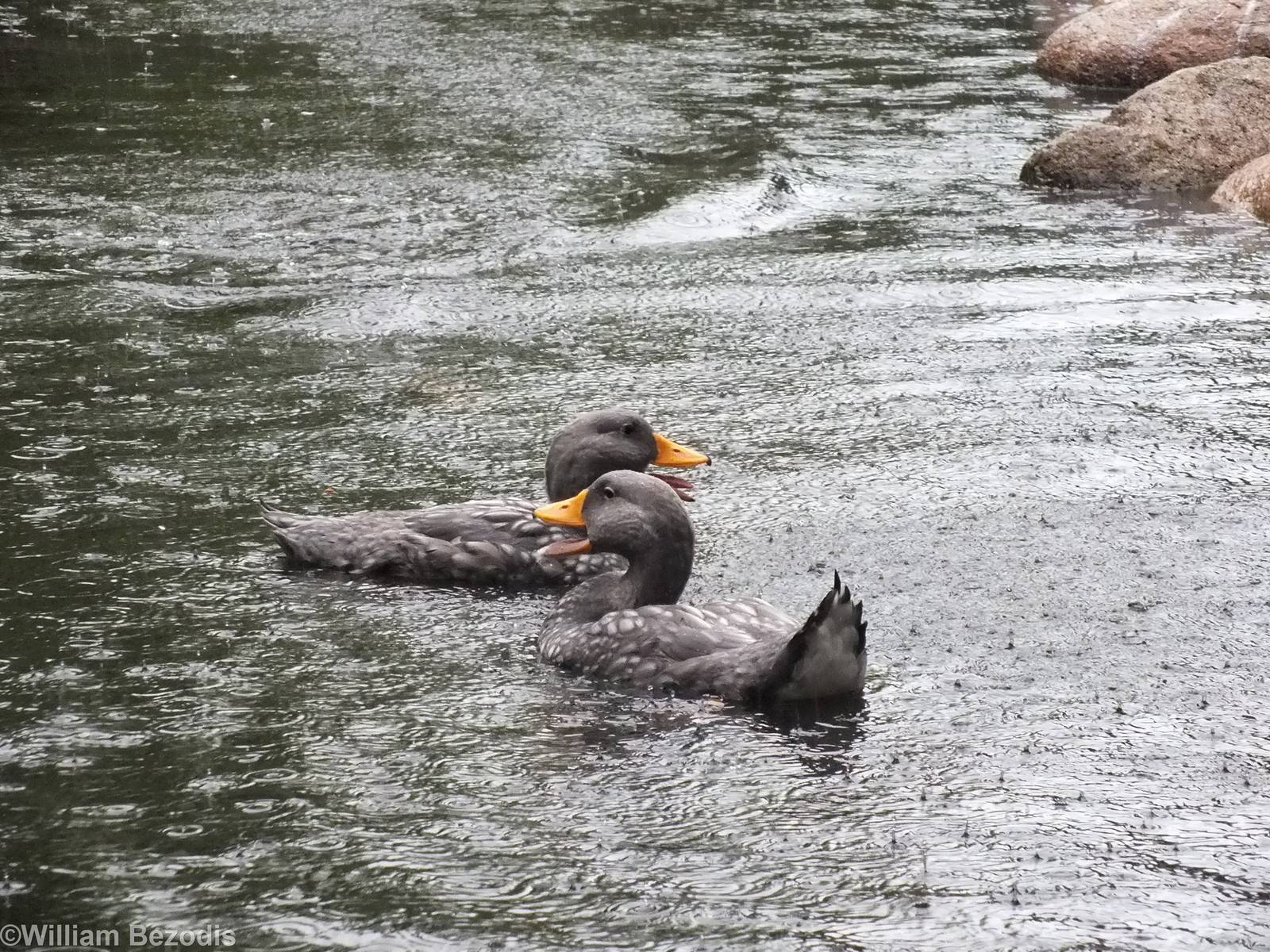 Magellanic Steamer Ducks enjoy the Rain