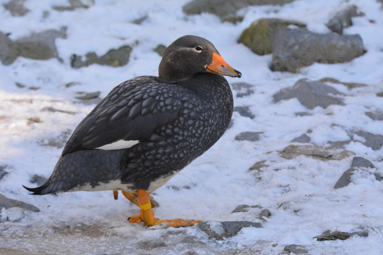 Magellanic steamerduck (Tachyeres pteneres)