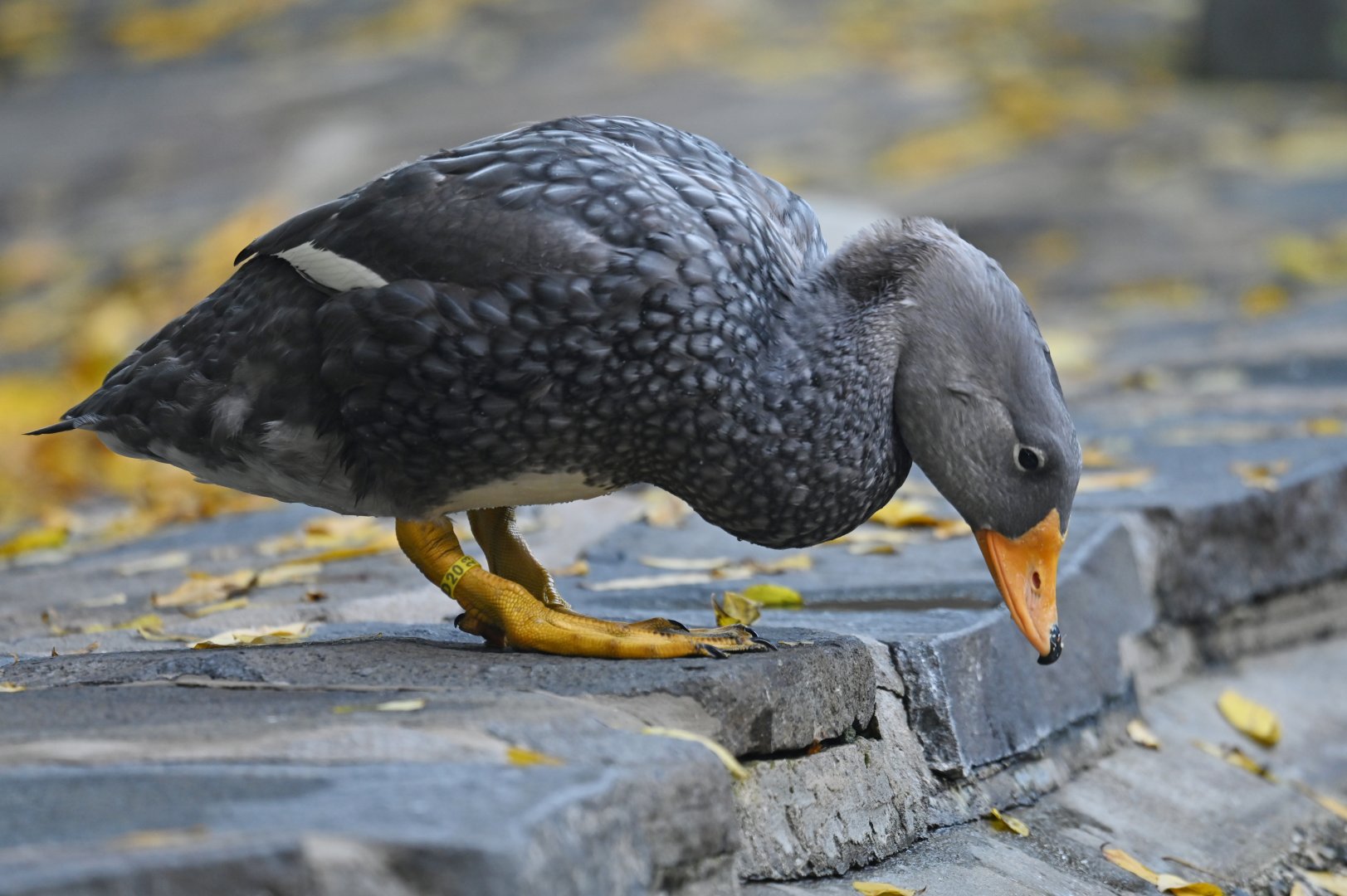 Magellanic steamerduck Tachyeres pteneres