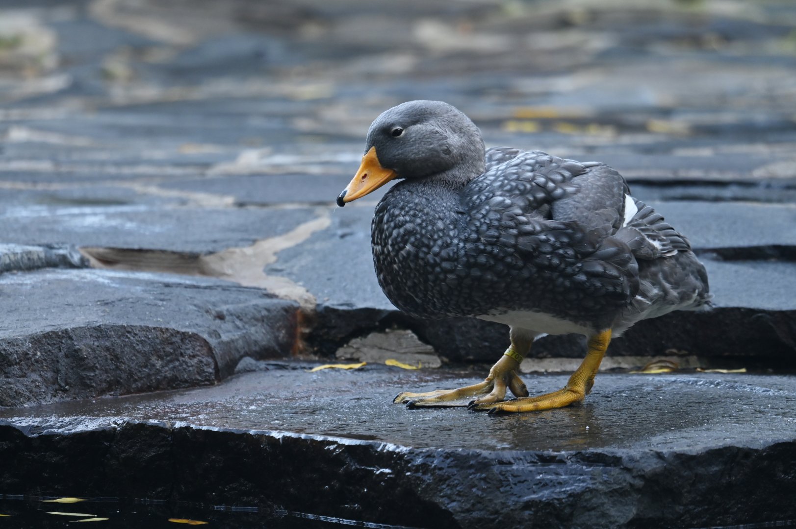 Magellanic steamerduck Tachyeres pteneres