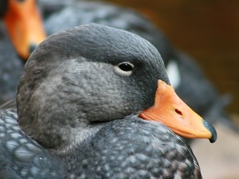 Magellanic Steamerduck