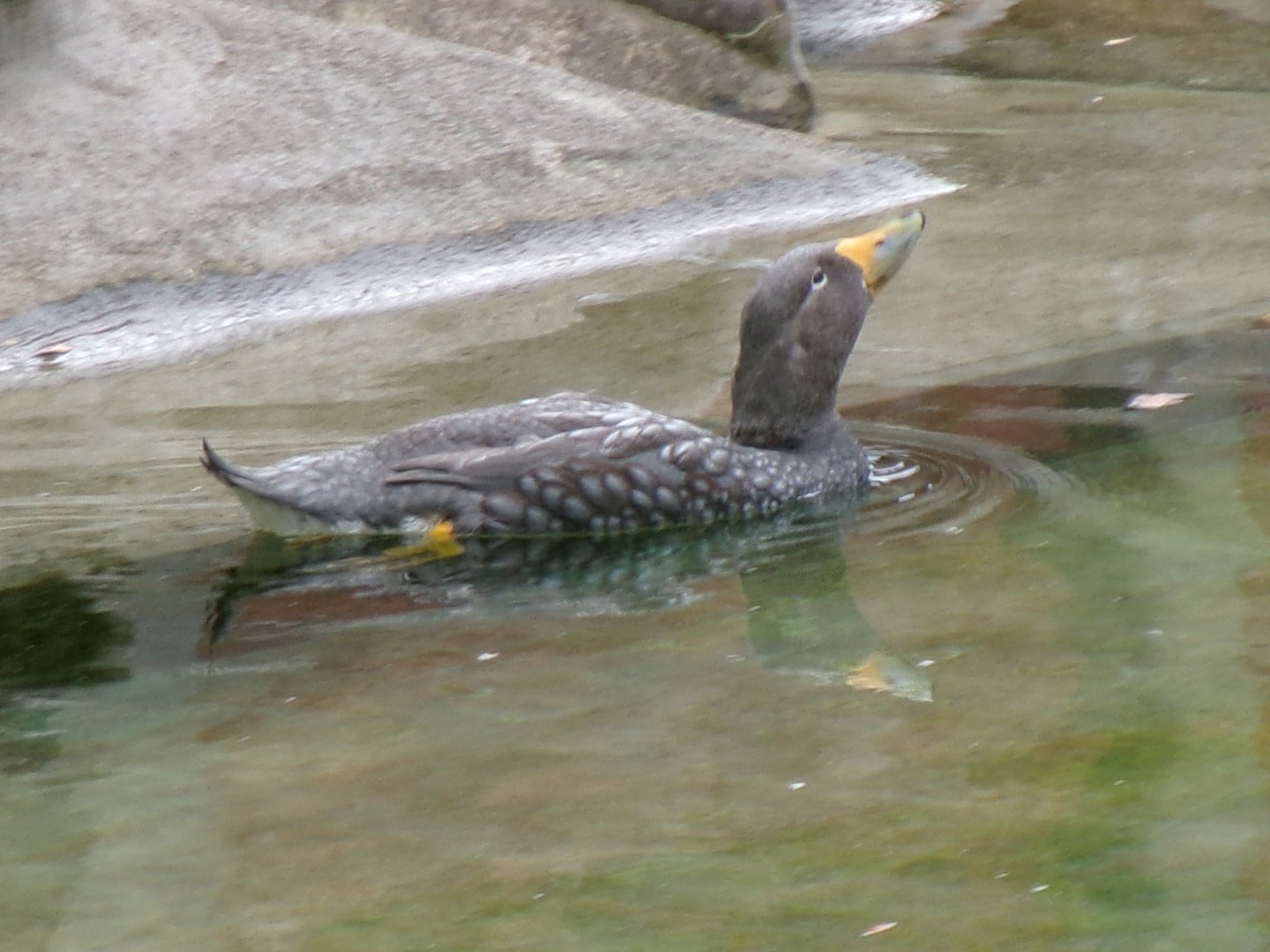 Magellanic steamerduck