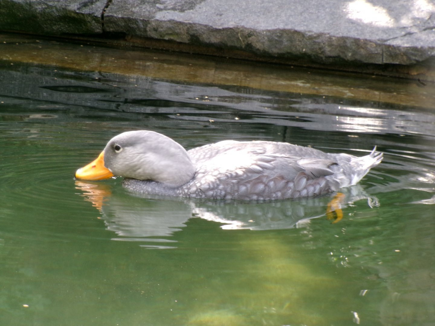 Magellanic steamerduck