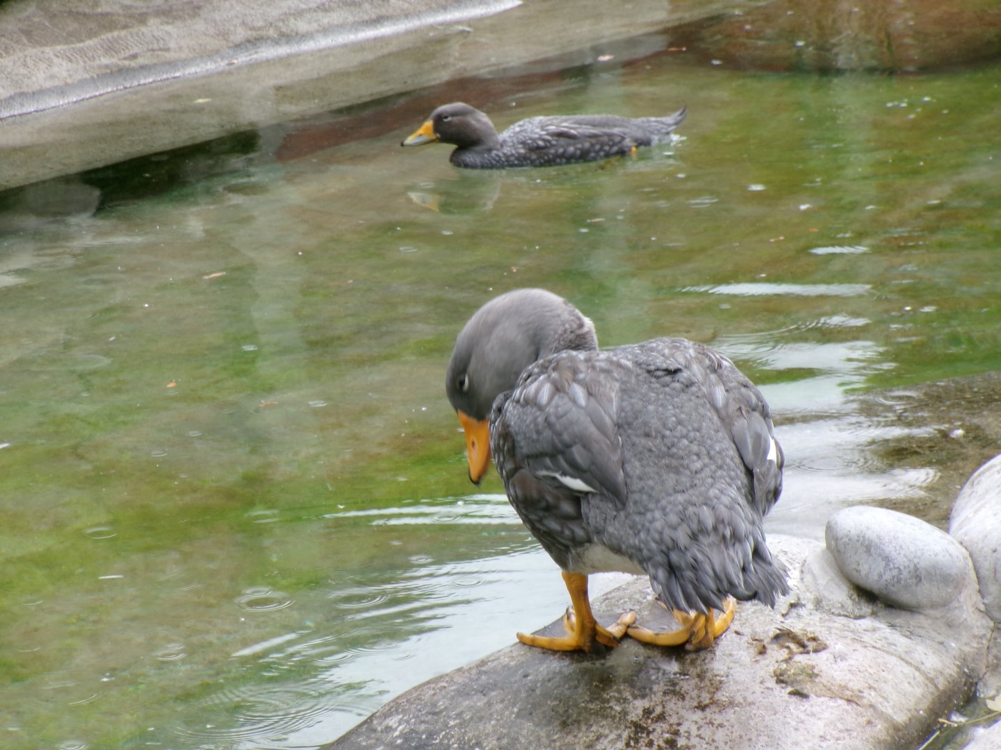 Magellanic steamerducks