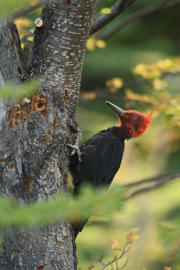 Magellanic woodpecker (Campephilus magellanicus)