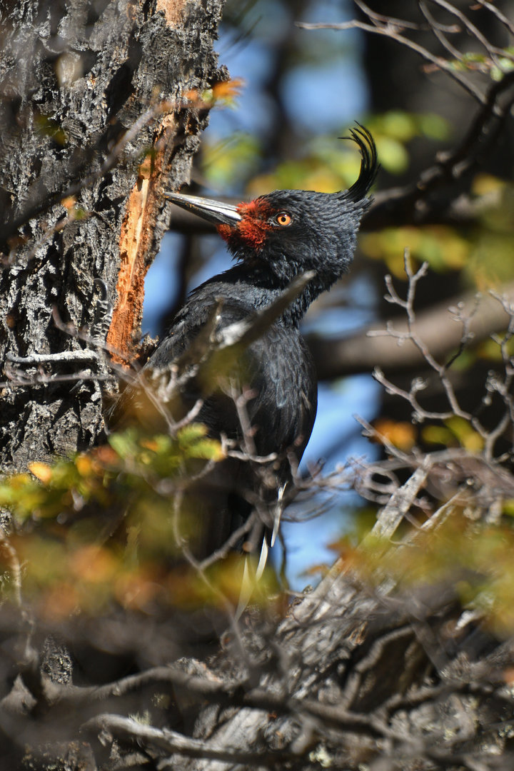 Magellanic woodpecker (Campephilus magellanicus)