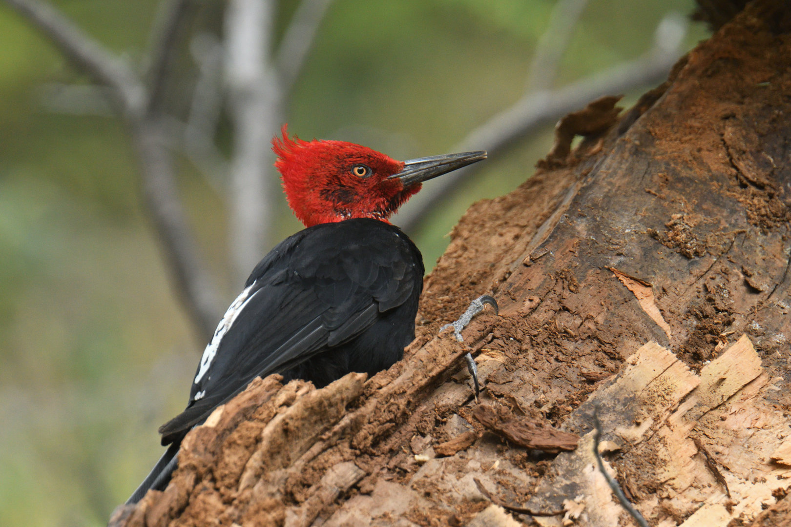 Magellanic woodpecker (Campephilus magellanicus)