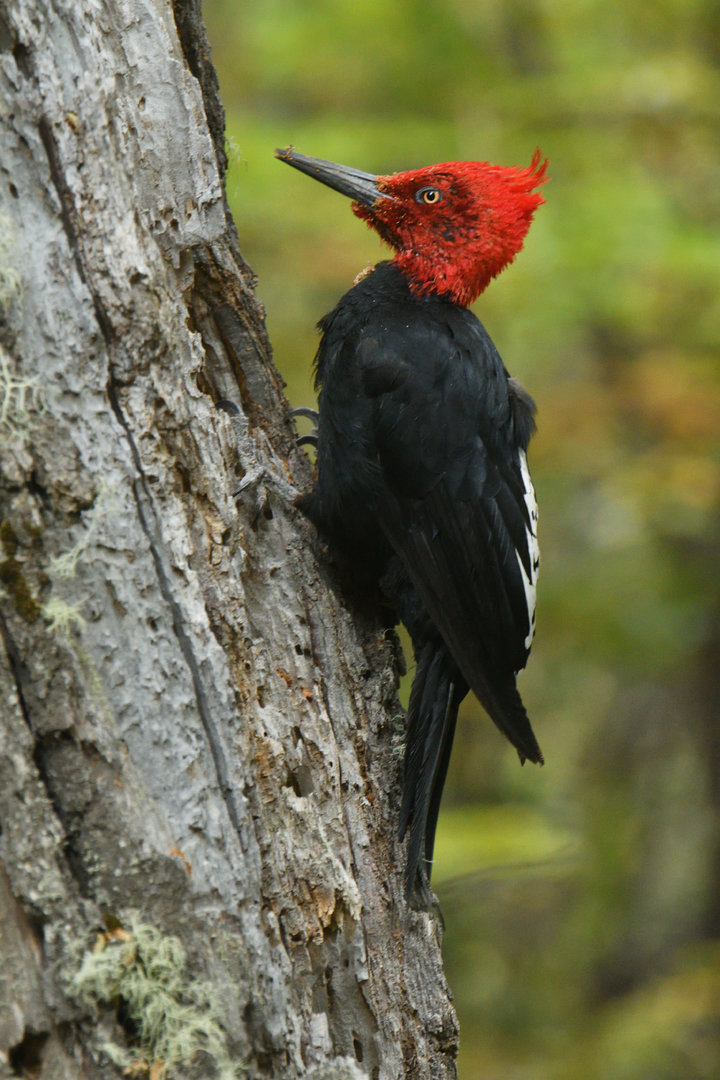 Magellanic woodpecker (Campephilus magellanicus)