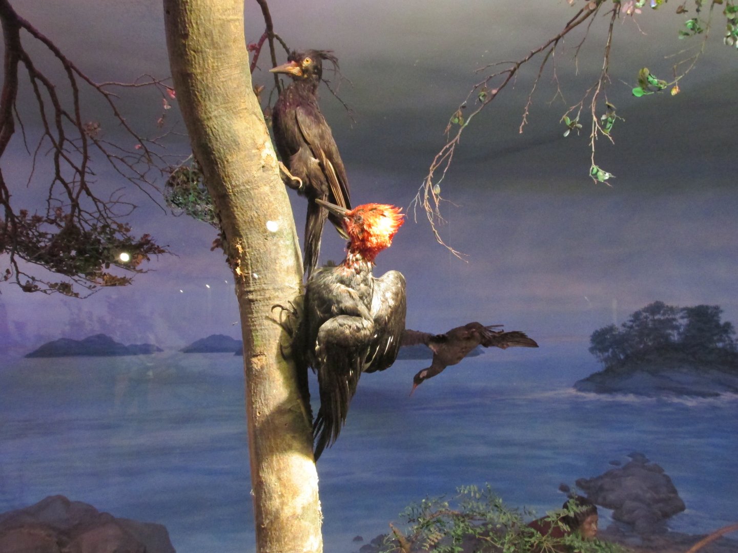 magellanic woodpecker museo de historia natural santiago chile