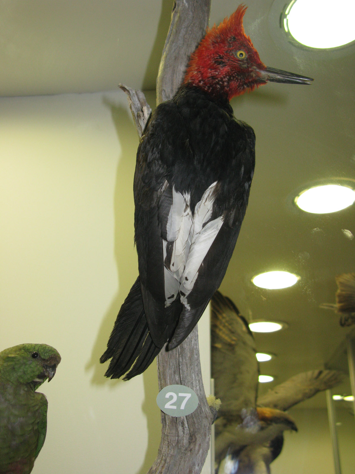 Magellanic Woodpecker