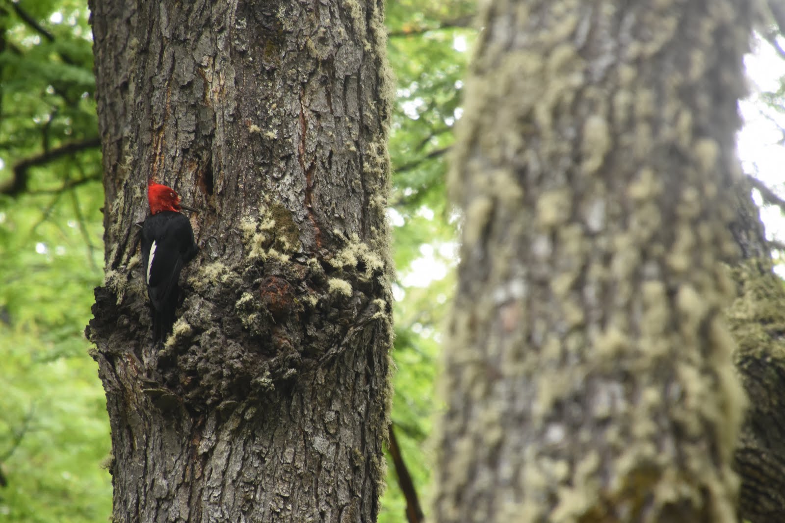 Magellanic woodpecker