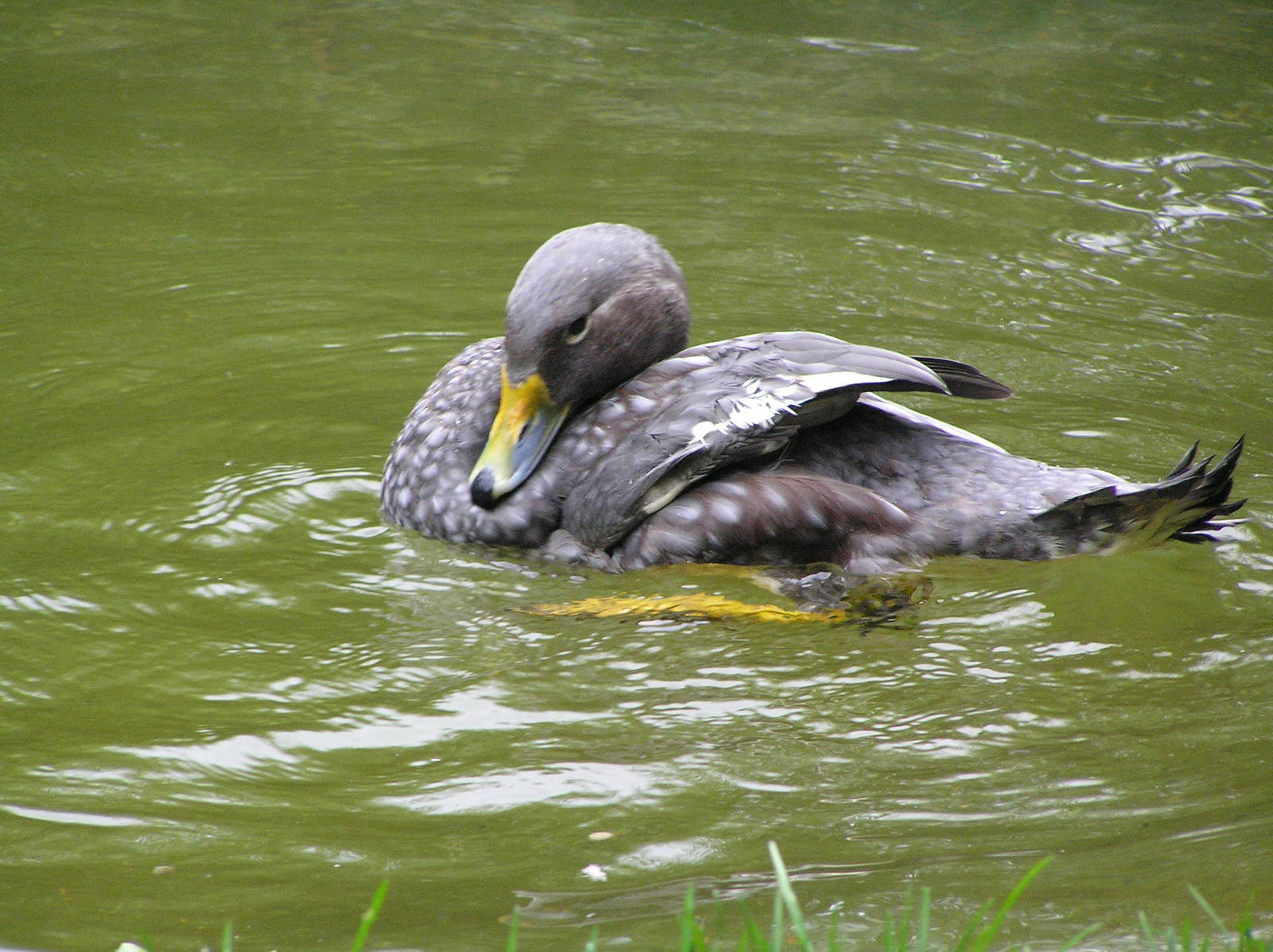 Magellanis steamer duck - Zurich 06