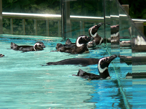 Magellan's penguin of Nanning Zoo