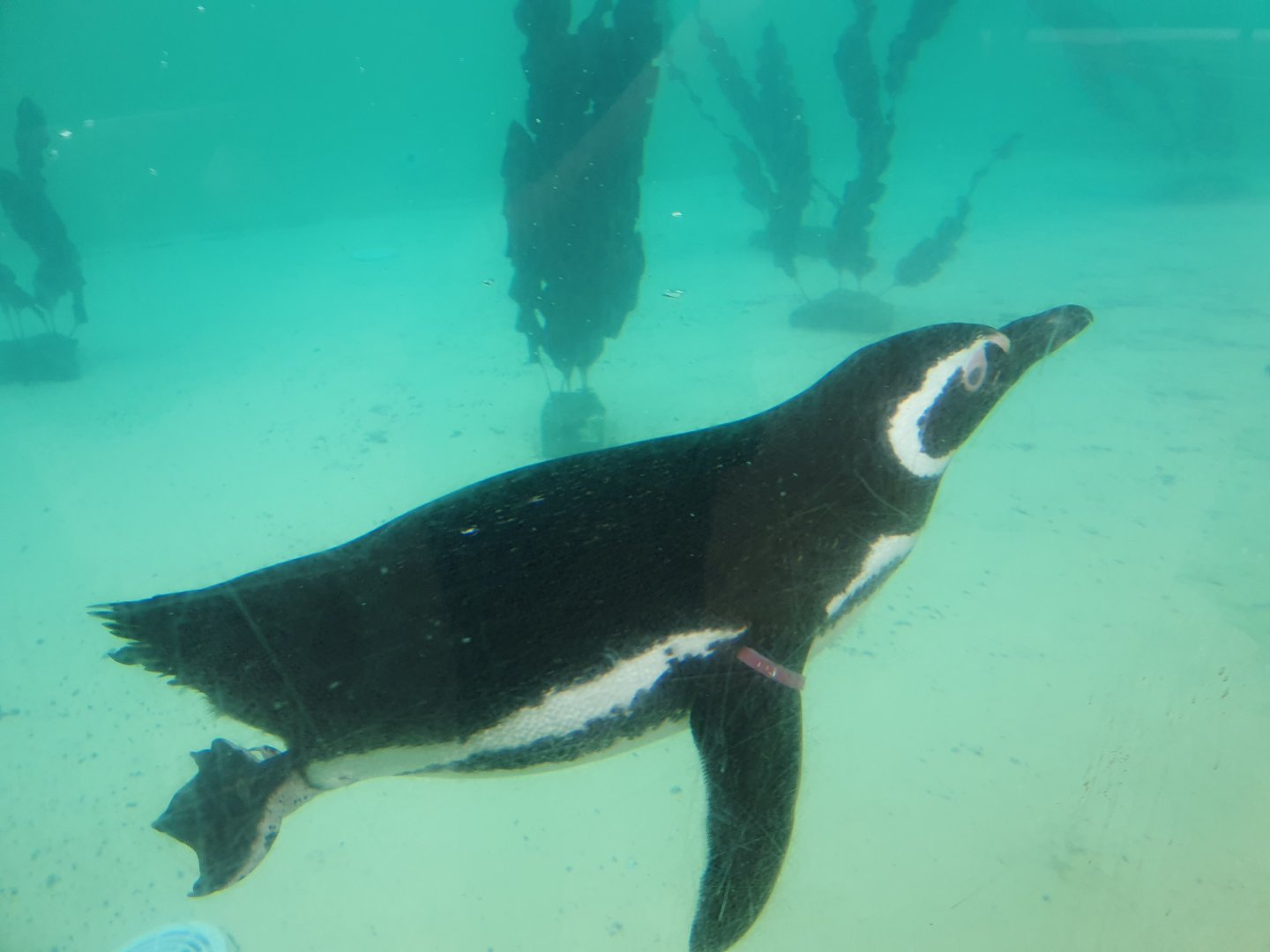 Magellenic Penguin 25/8/23