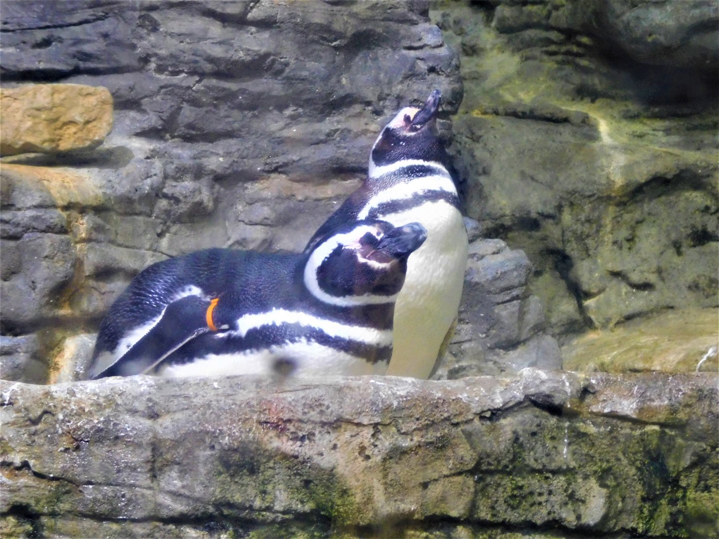Magellenic Penguin