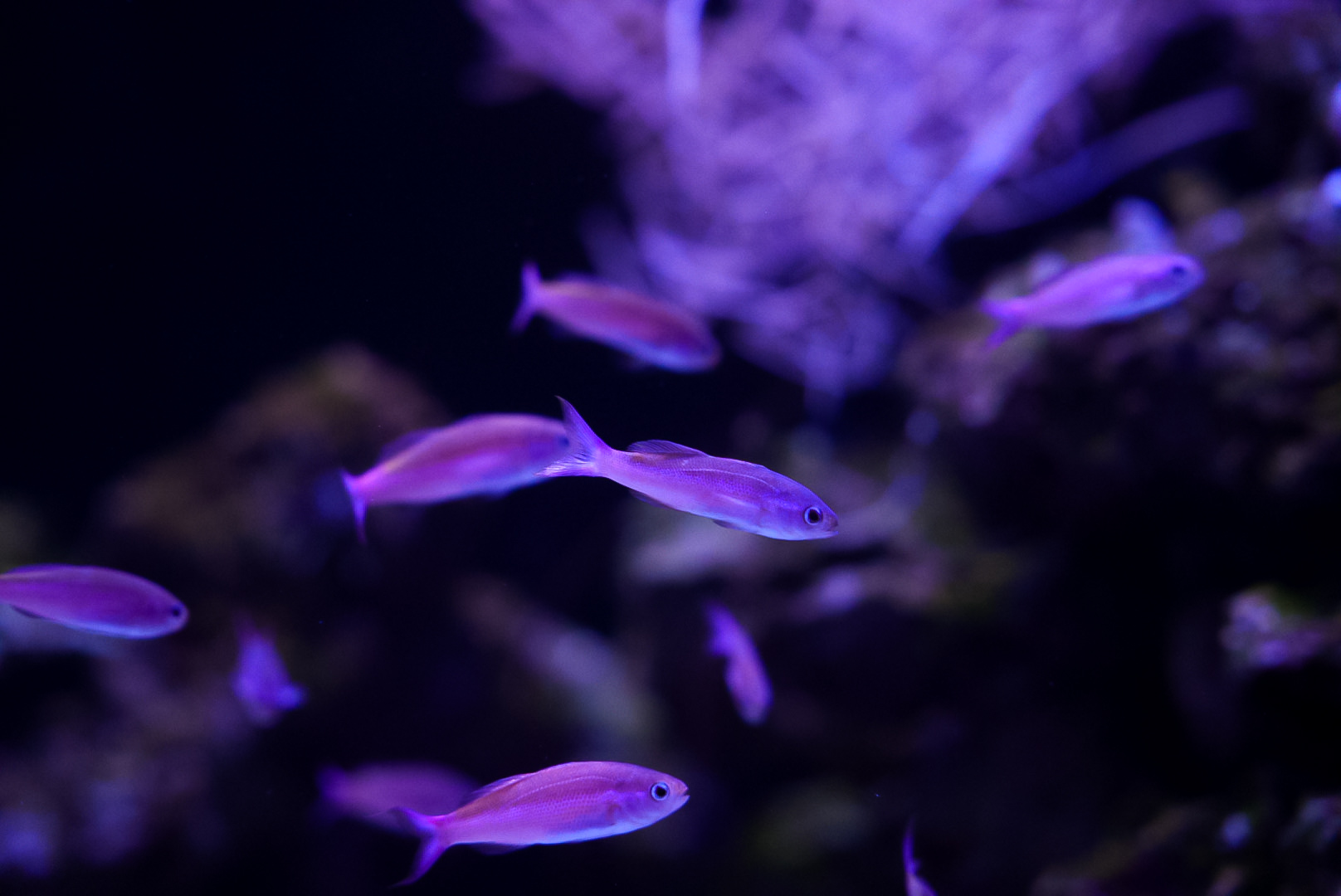 Magenta Slender Anthias