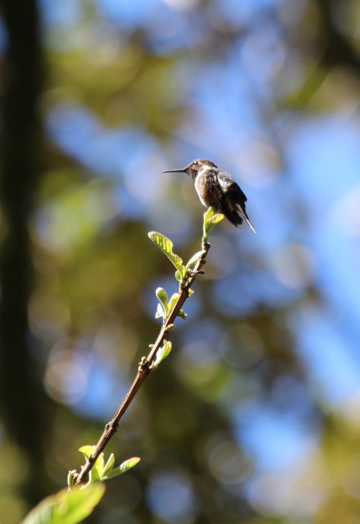 Magenta-throated Woodstar Hummingbird - Apr 2019