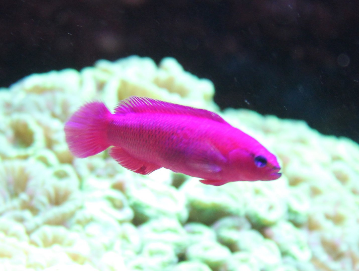 Magentha dottyback - Pictichromis porphyrea