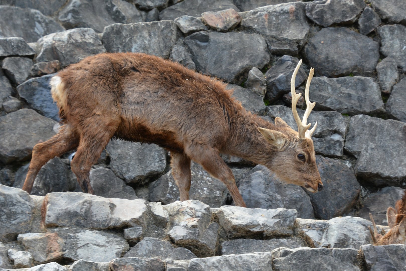 Mageshima sika deer (Cervus nippon mageshimae)