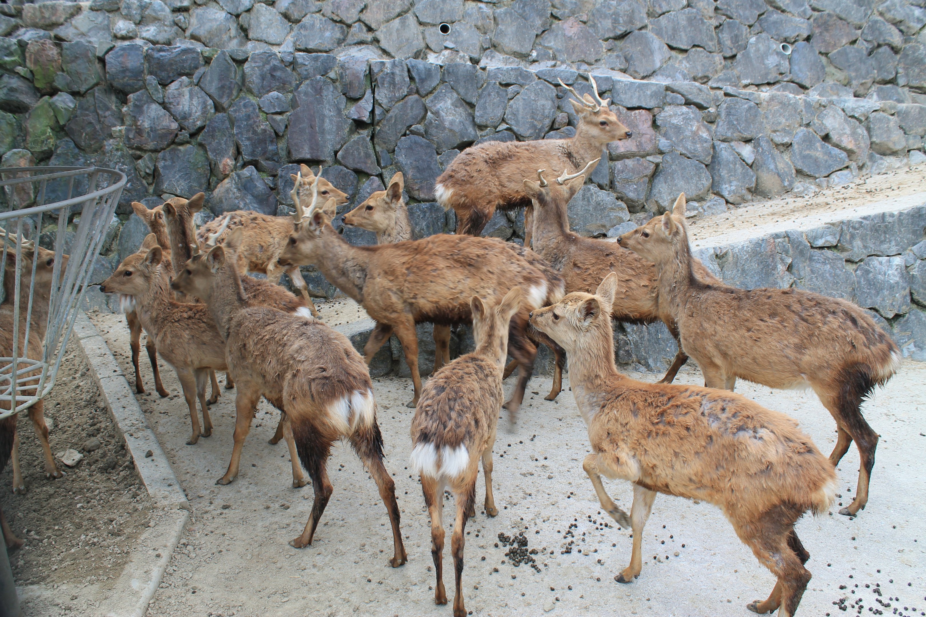 Mageshima Sika Deer - Hirakawa Zoo (Kagoshima)