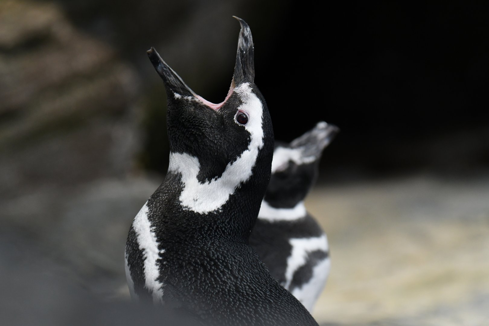 Maggelanic pinguin