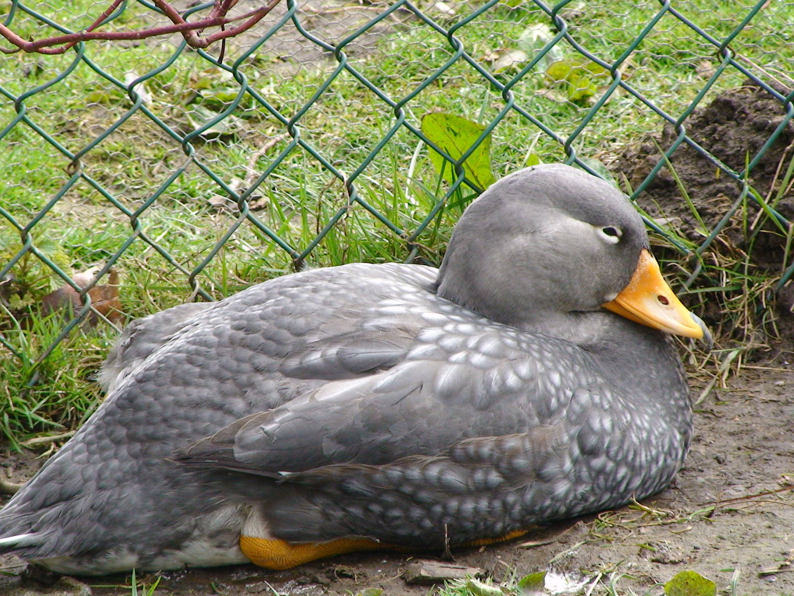 Maggellenic steamer duck