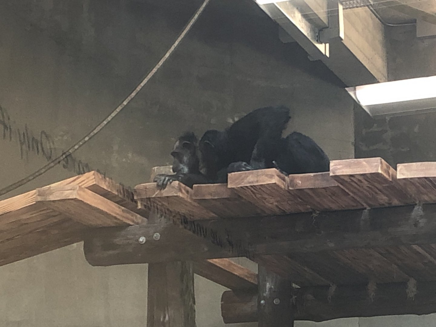 Maggie and Gombus (Qadeer)