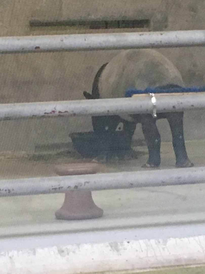 Maggie Malayin tapir