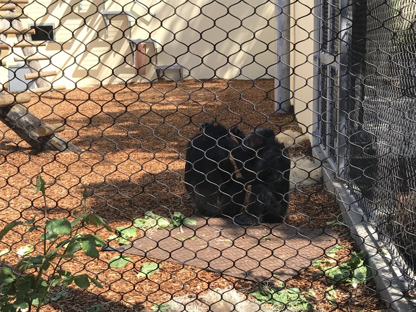 Maggie with new chimps