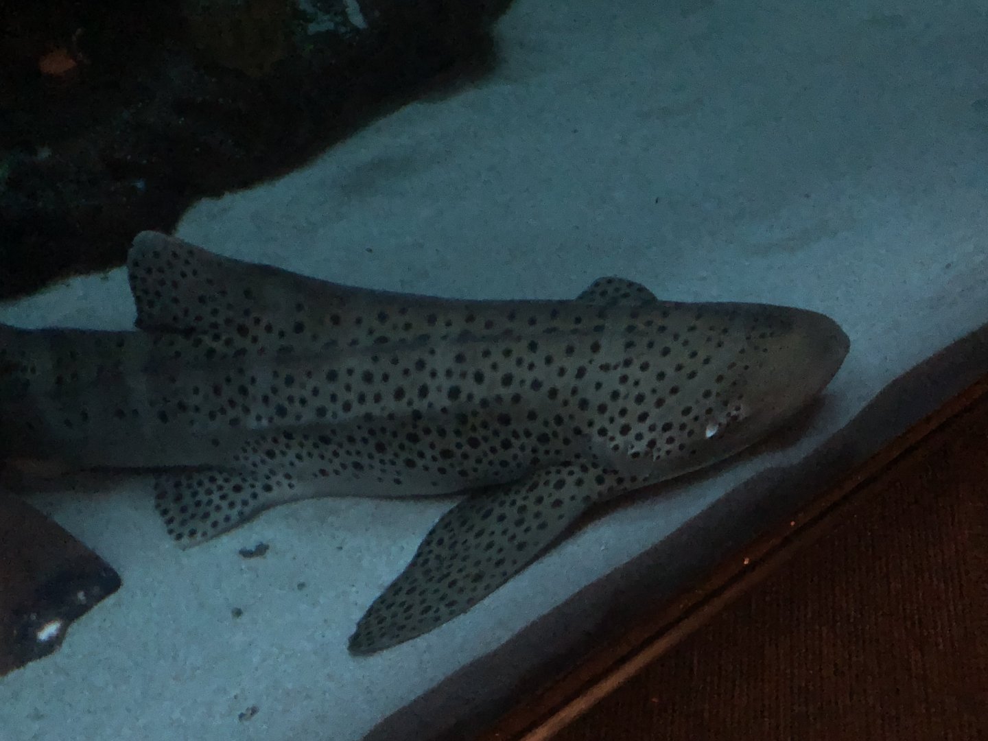 Maggie, Zebra shark