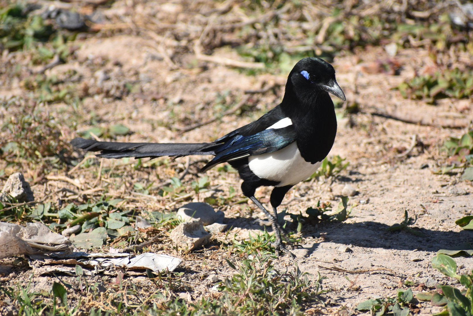 Maghreb magpie - (Agadir)