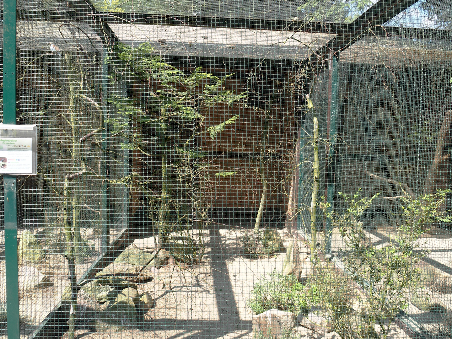 Maghreb magpie aviary, 2024-05-21