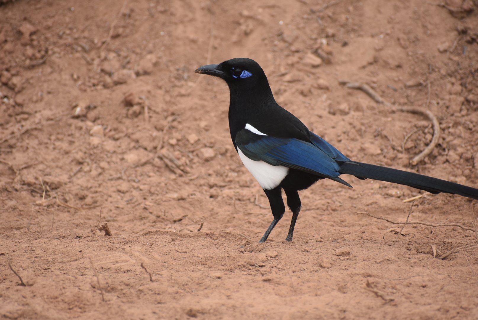 Maghreb magpie - (Embouchure de l'Oued Souss)