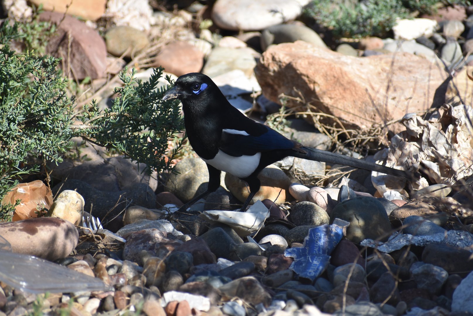 Maghreb magpie - (Oued Souss)