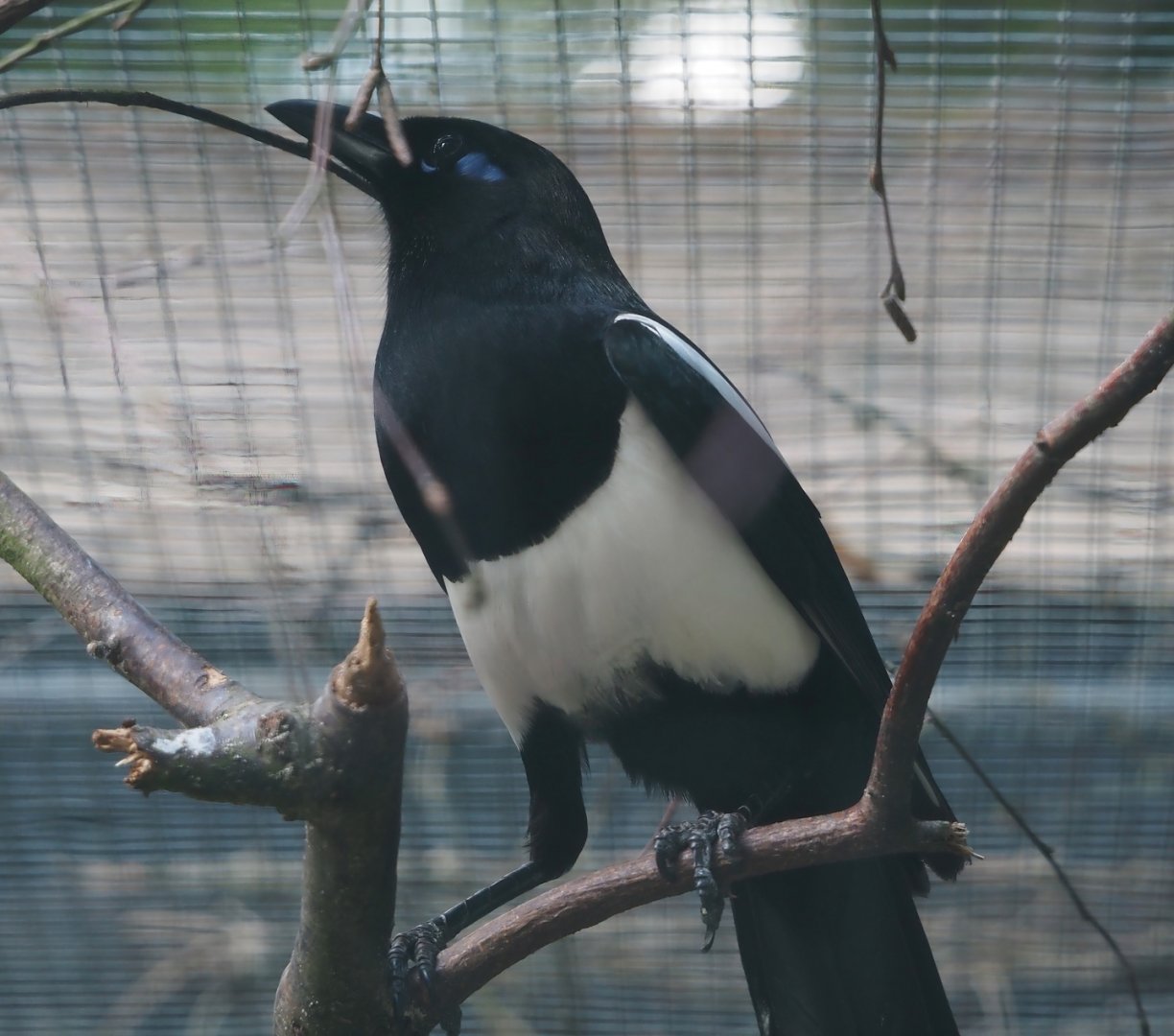 Maghreb magpie (Pica mauretanica), 2024-05-23