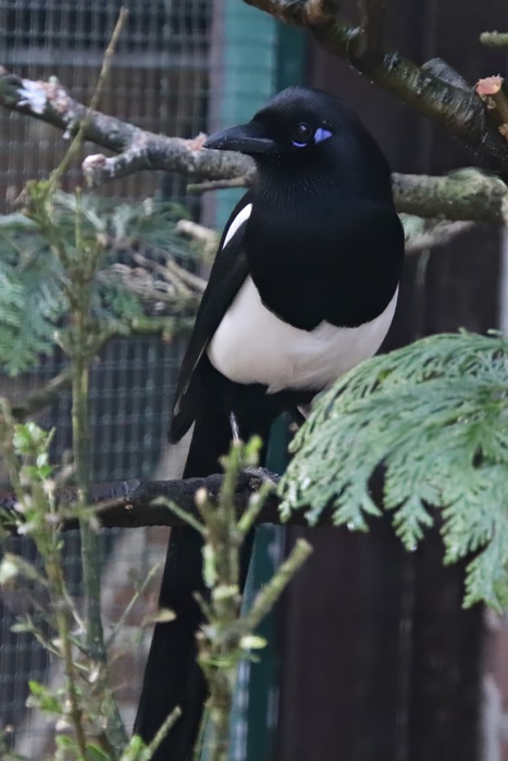 Maghreb magpie (Pica mauretanica)