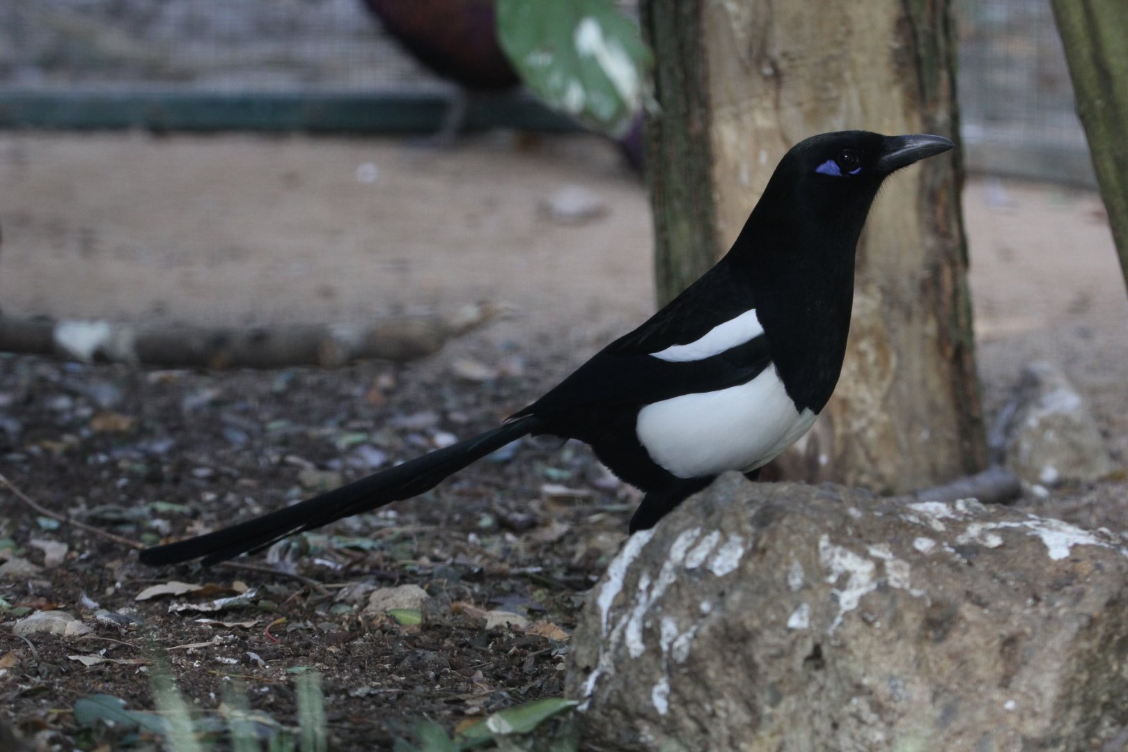 Maghreb Magpie (Pica mauritanica), October 2018