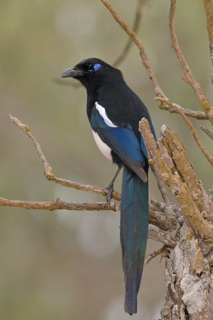 Maghreb Magpie Pica mauritanica