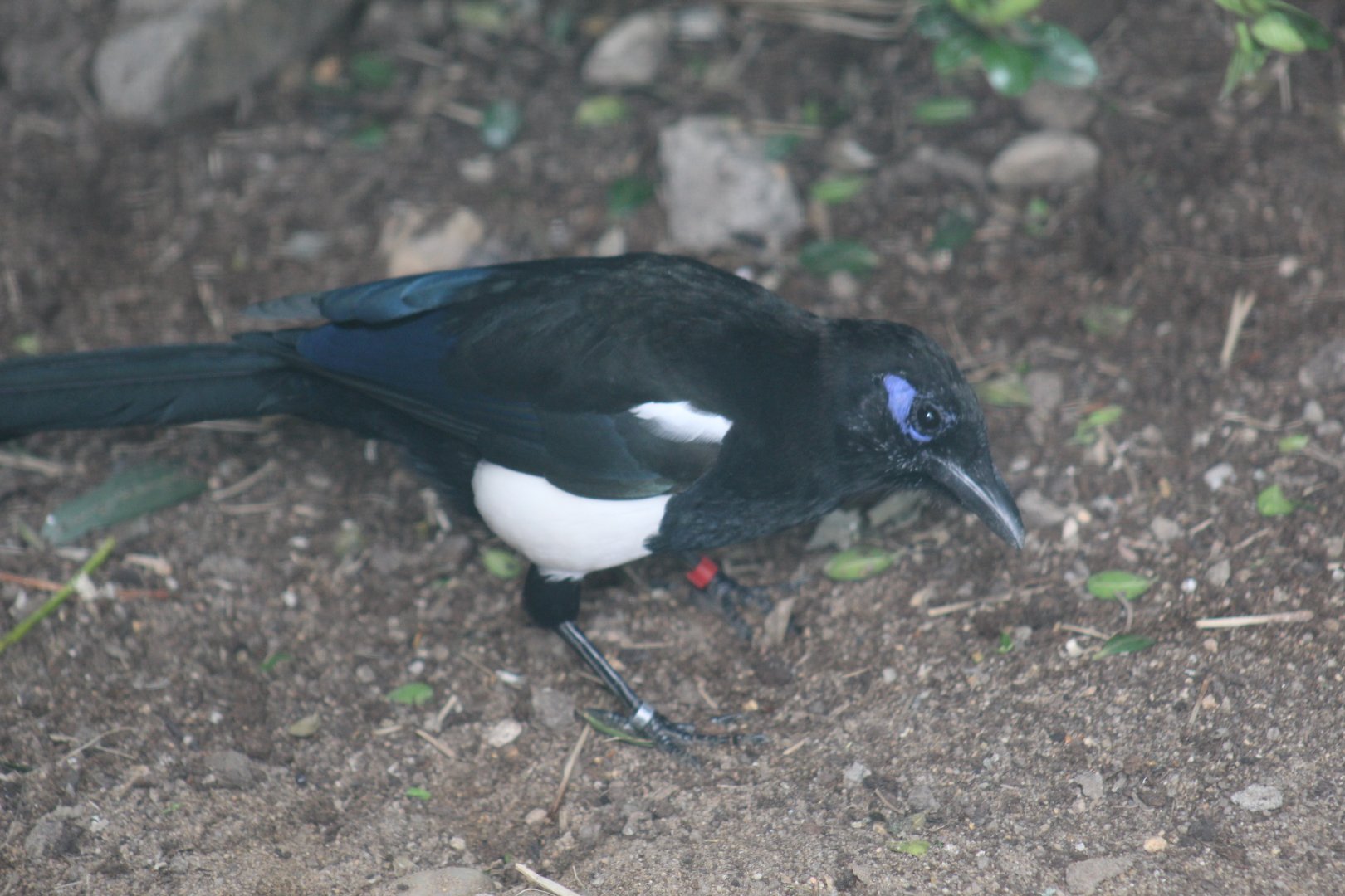 Maghreb Magpie