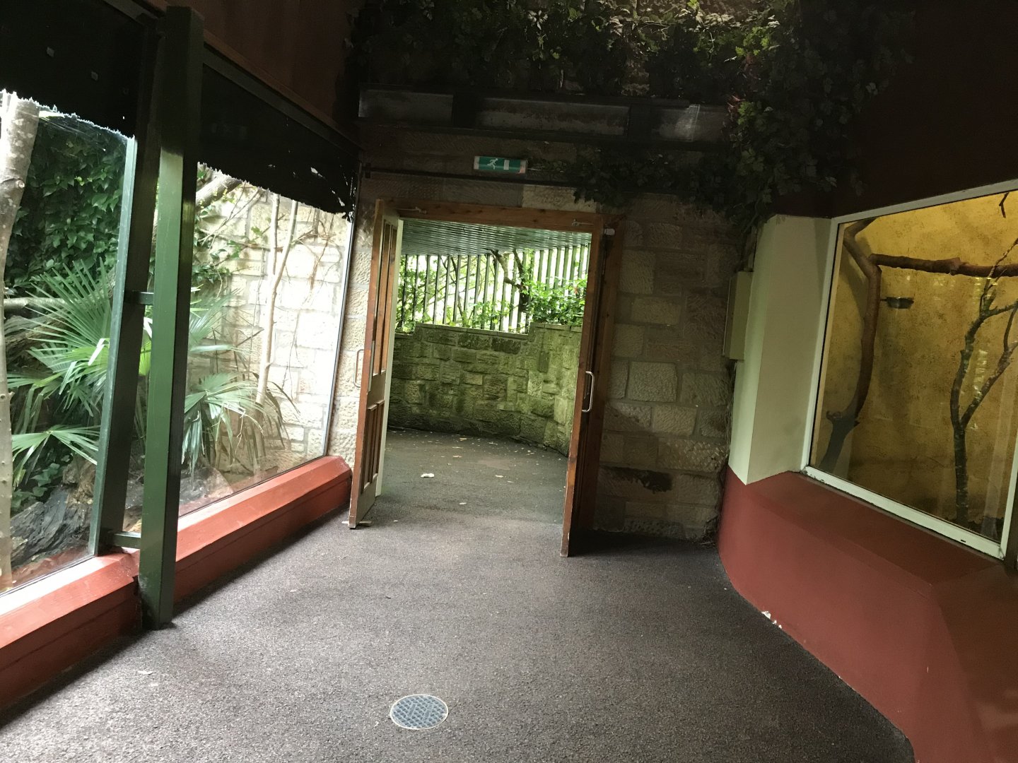 Magic forest entrance