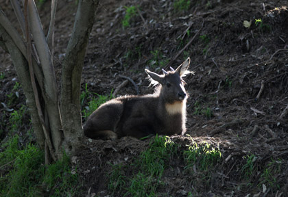 magic light on goral