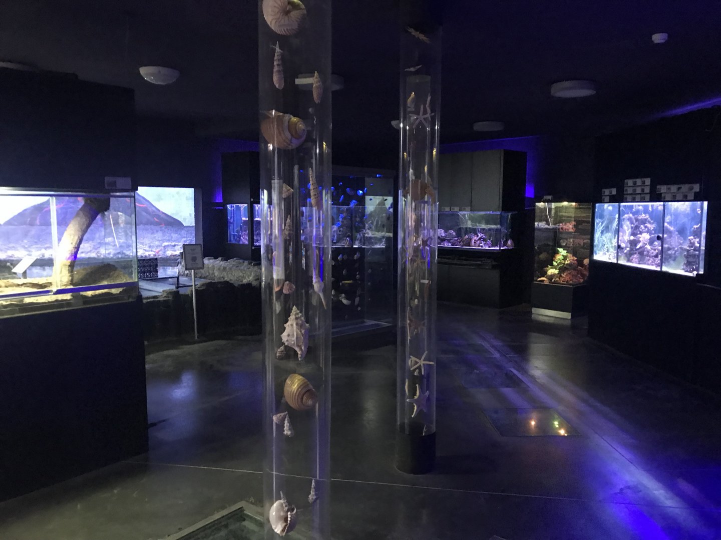 Magic Mountain - Aquarium section 171018