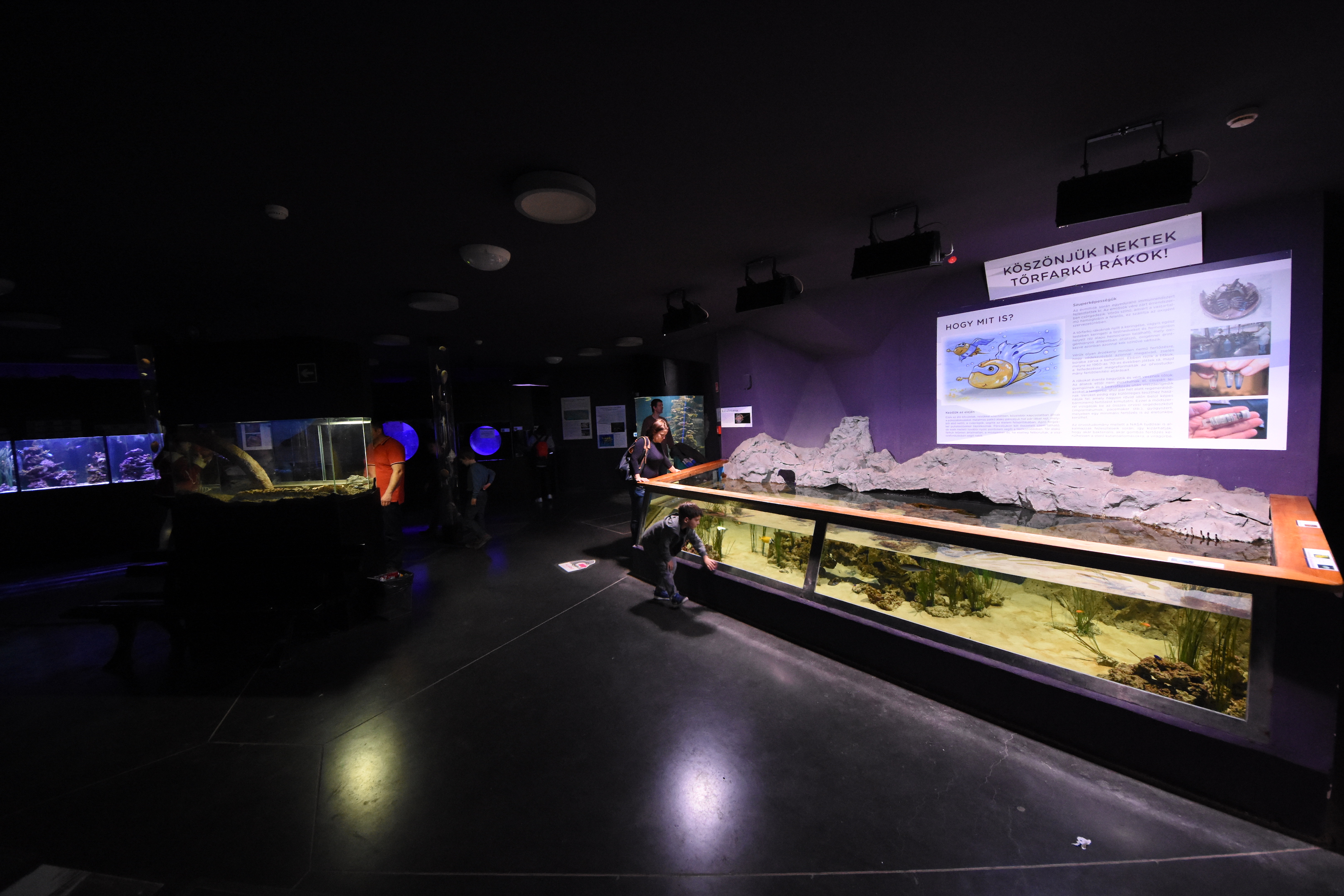 Magic mountain - Aquarium section