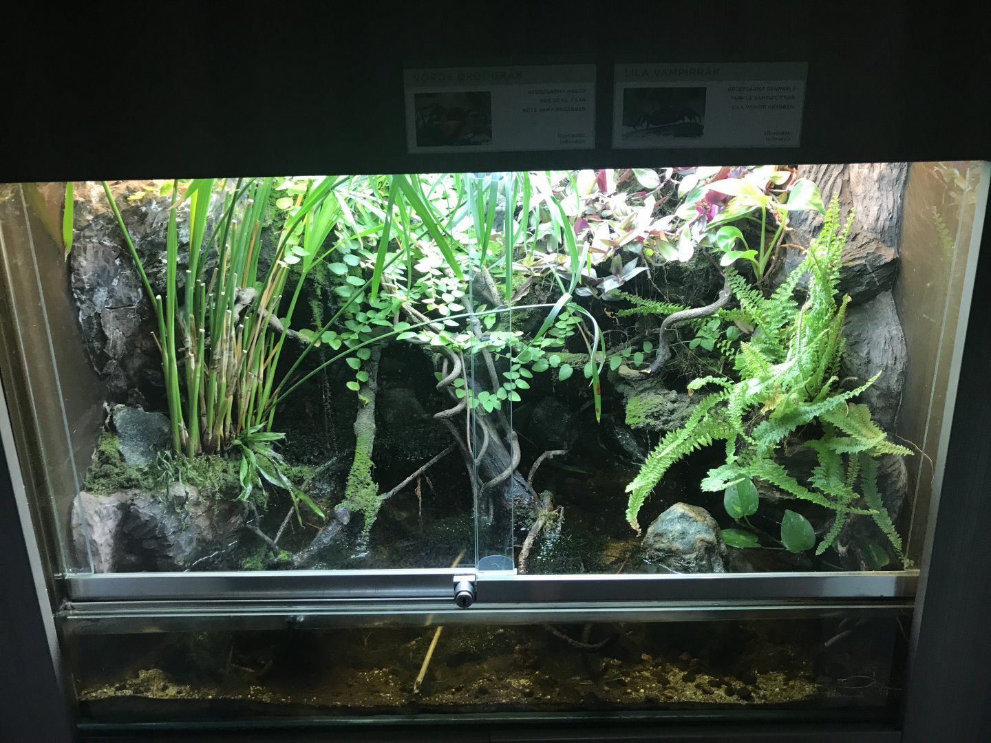 Magic Mountain - Crab exhibit 171018