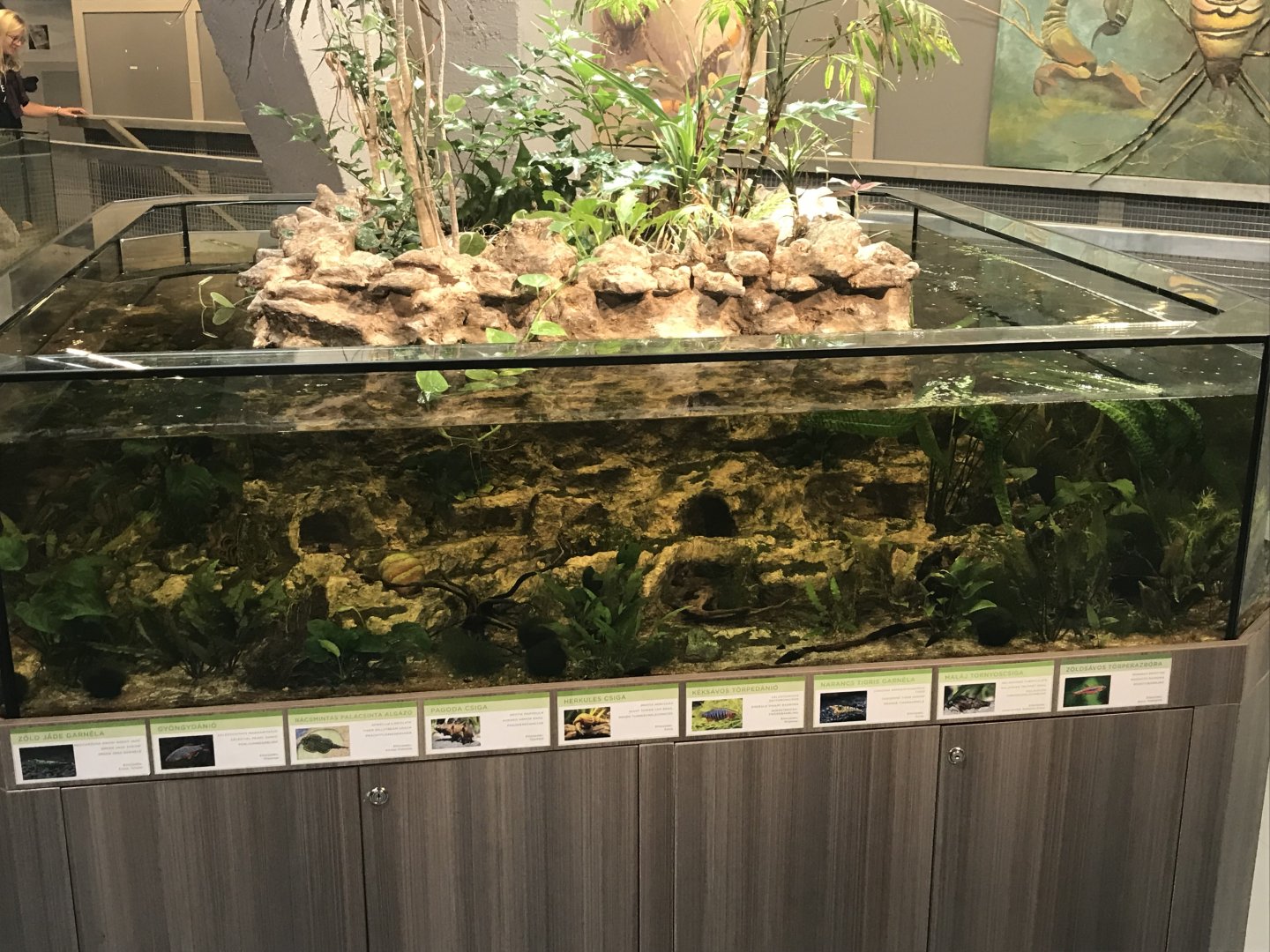 Magic Mountain exhibit 171018