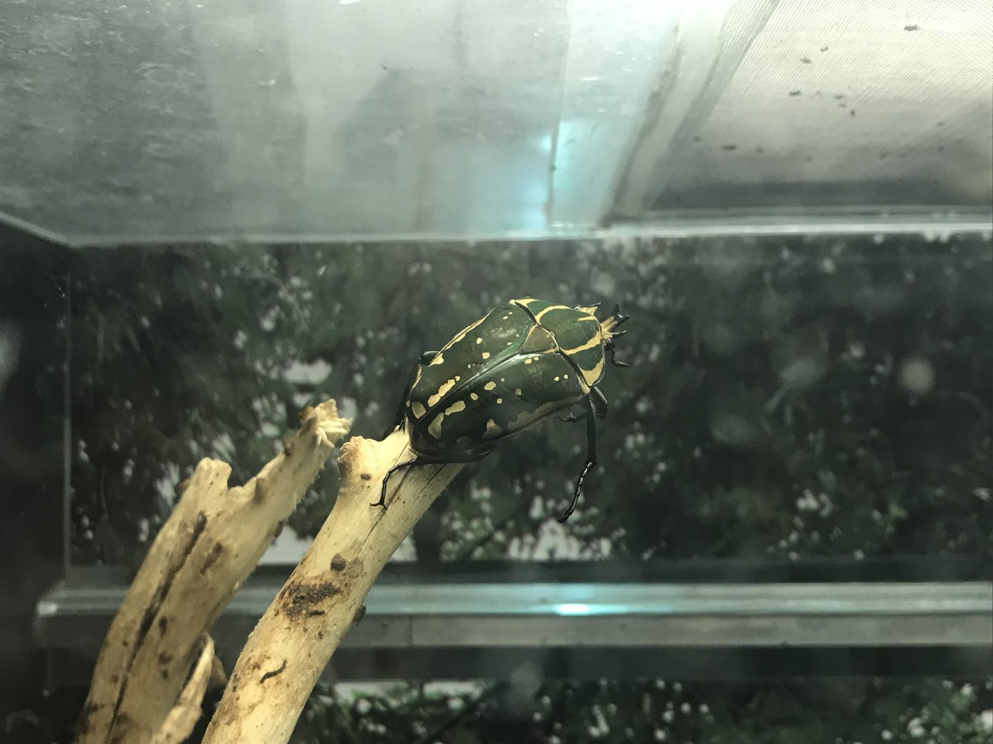 Magic Mountain - Flower beetle 171018