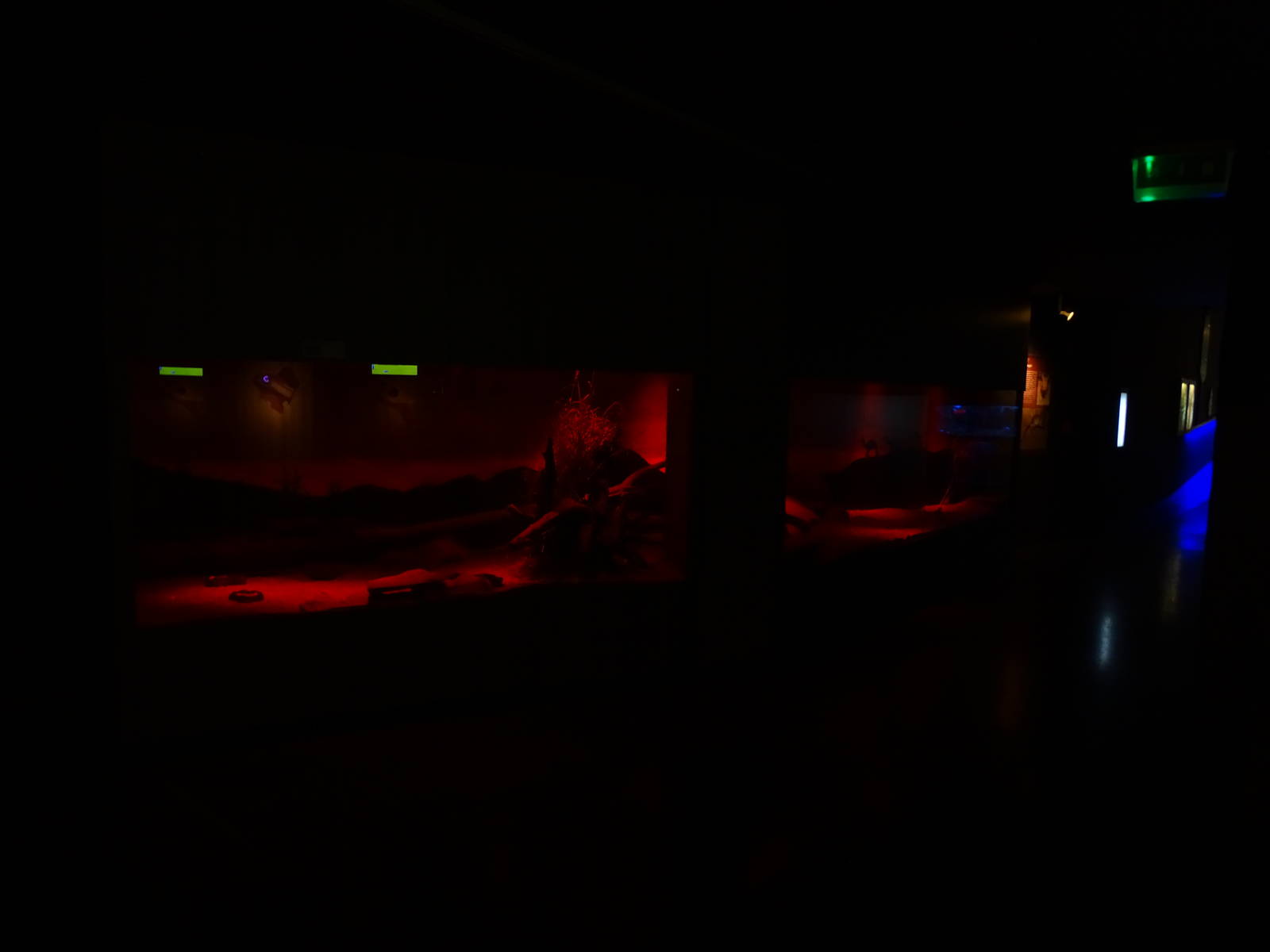 Magic Mountain - Greater jerboas