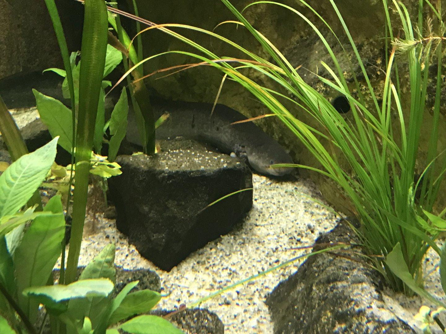 Magic Mountain - Greater siren 171018